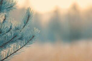 Winter wonderland with snowflakes falling on evergreen branches in a serene atmosphere photo