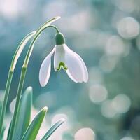 Snowdrop flower blooming in a tranquil garden during early spring photo