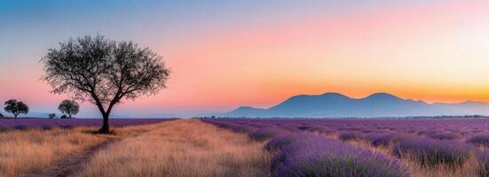Lavender field at sunset with silhouettes of trees and mountains in the background photo