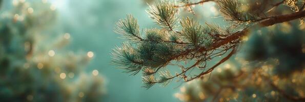 Close up of pine branches glistening in soft sunlight with blurred forest background photo