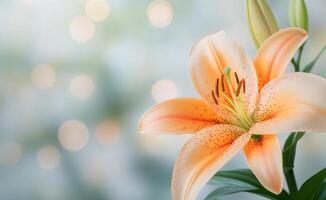 Orange lily flower in a bright indoor setting with soft lighting and green leaves photo