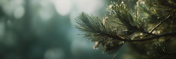 Close up of pine branches glistening in soft sunlight with blurred forest background photo