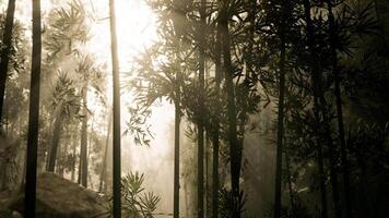Sunlight filtering through bamboo forest creating a serene atmosphere at dawn video
