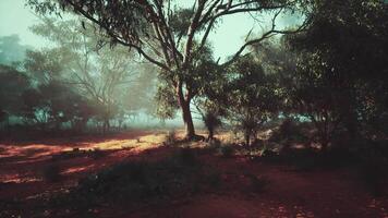 Sun Shining Through Trees in Forest video