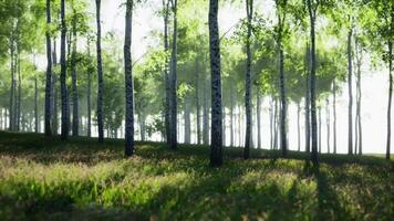 Grove of Birch Trees in Forest video