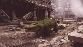 Crocodile exploring ancient ruins in misty environment video