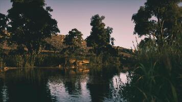 Crocodile resting in tranquil waters surrounded by lush vegetation at dusk video