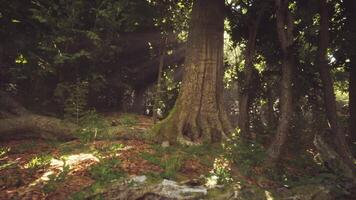 A lush forest setting with a majestic tree bathed in warm sunlight video