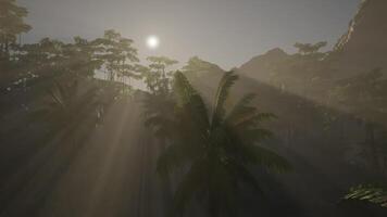 Sun Shining Through Trees in Forest video