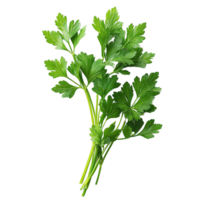 Organic parsley sprigs isolated on transparent background png