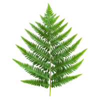 Single Fern Leaf with Classic Structure Isolated on Transparent Background png