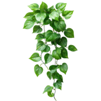 Beautifully Cascading Pothos Vines for Vertical Garden or Hanging Planter png