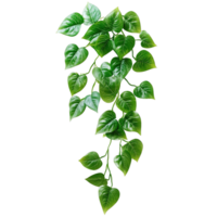 Decorative Pothos Vines with Rich Green Leaves Isolated on Transparent Background png