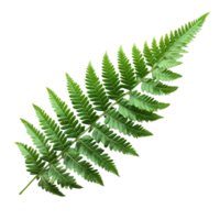 Intricate and Delicate Structure of a Single Green Fern Leaf png
