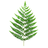 Close-Up of Fern Leaf Exhibiting Fractal-Like Patterns Isolated png