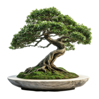 Perfectly cultivated bonsai tree with twisted trunks isolated on transparent background png