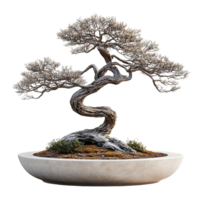 Bonsai tree with vibrant greenery and artistic trunk shapes in ceramic pot isolated png