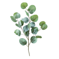 Delicate Eucalyptus Populus Branch with Soft Green Round Foliage png