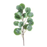 Eucalyptus Silver Dollar Branch with Round Leaves Isolated on Transparent Background png