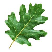 Fresh Oak Leaf with Visible Venation Pattern Isolated on Transparent Background png