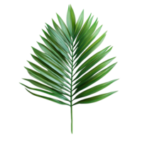 Exotic Paradise Palm Tree Single Leaf Branch with Detailed Texture png