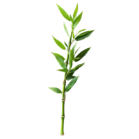 Fresh Lucky Bamboo Branch with Vibrant Green Leaves png
