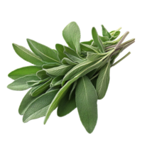 Fresh Sage Leaves Bundle Isolated png