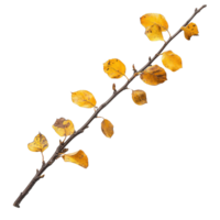 Single Branch with Yellow Fall Leaves Isolated on Transparent Background png