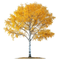 Golden Fall Birch Tree Isolated on Transparent Background png