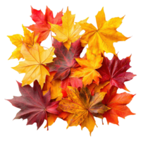 Elegant and Vibrant Fall Maple Leaves Isolated on Transparent Background png