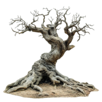 Gnarled and Twisted Root Systems in Desert-Like Terrain png