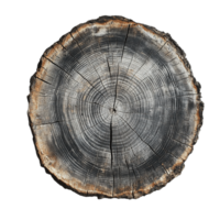 Circular Cross-Section of a Tree Stump with Weathered Bark png
