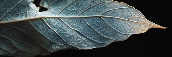 Close up of a detailed dried leaf highlighting its texture against a dark backdrop photo