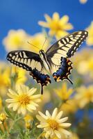 A butterfly gracefully flutters among vibrant yellow flowers in a serene garden during springtime photo