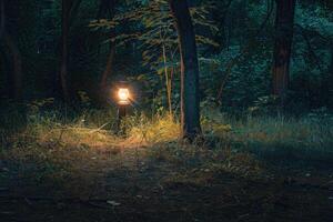 Illuminated Path Through a Dark Forest photo