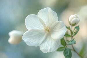 A delicate white flower blooms softly amidst green leaves in a serene garden setting photo