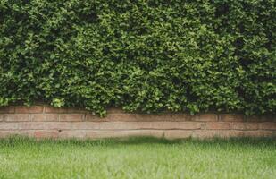 Lush green hedge bordered by a brick wall with well maintained grass underneath during daylight photo