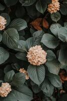 Pink hydrangea flowers blooming among lush green leaves in a garden during spring season photo