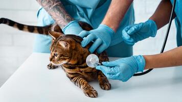 Cat cardiology concept. Vet doctor with nurse listening to their patient's heartbeat at animal hospital, close up photo
