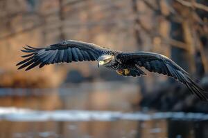 Majestic bald eagle soaring against a bright blue sky with fluffy clouds in the background photo