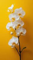 Elegant white orchids blooming against a vibrant yellow background in a simple arrangement photo