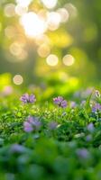 Gentle sunlight illuminates a vibrant wildflower meadow in springtime tranquility photo
