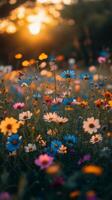 Daisies blooming in a vibrant meadow during sunset in a serene countryside setting photo