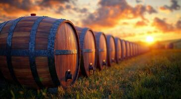 A row of wooden barrels aligned in a vineyard at sunset, showcasing natural beauty and industry photo