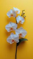 Elegant white orchids blooming against a vibrant yellow background in a simple arrangement photo