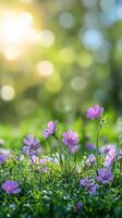 Gentle sunlight illuminates a vibrant wildflower meadow in springtime tranquility photo