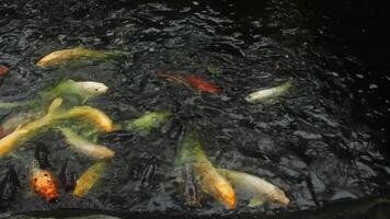 Carp streamer at the park in Tokyo daytime sunny video