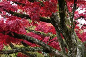 Fall color backgrounds, Salem, Oregon photo