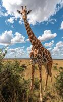 A Tall Giraffe Standing in the African Savanna photo