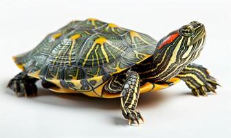 Red-Eared Slider Turtle on White Background photo